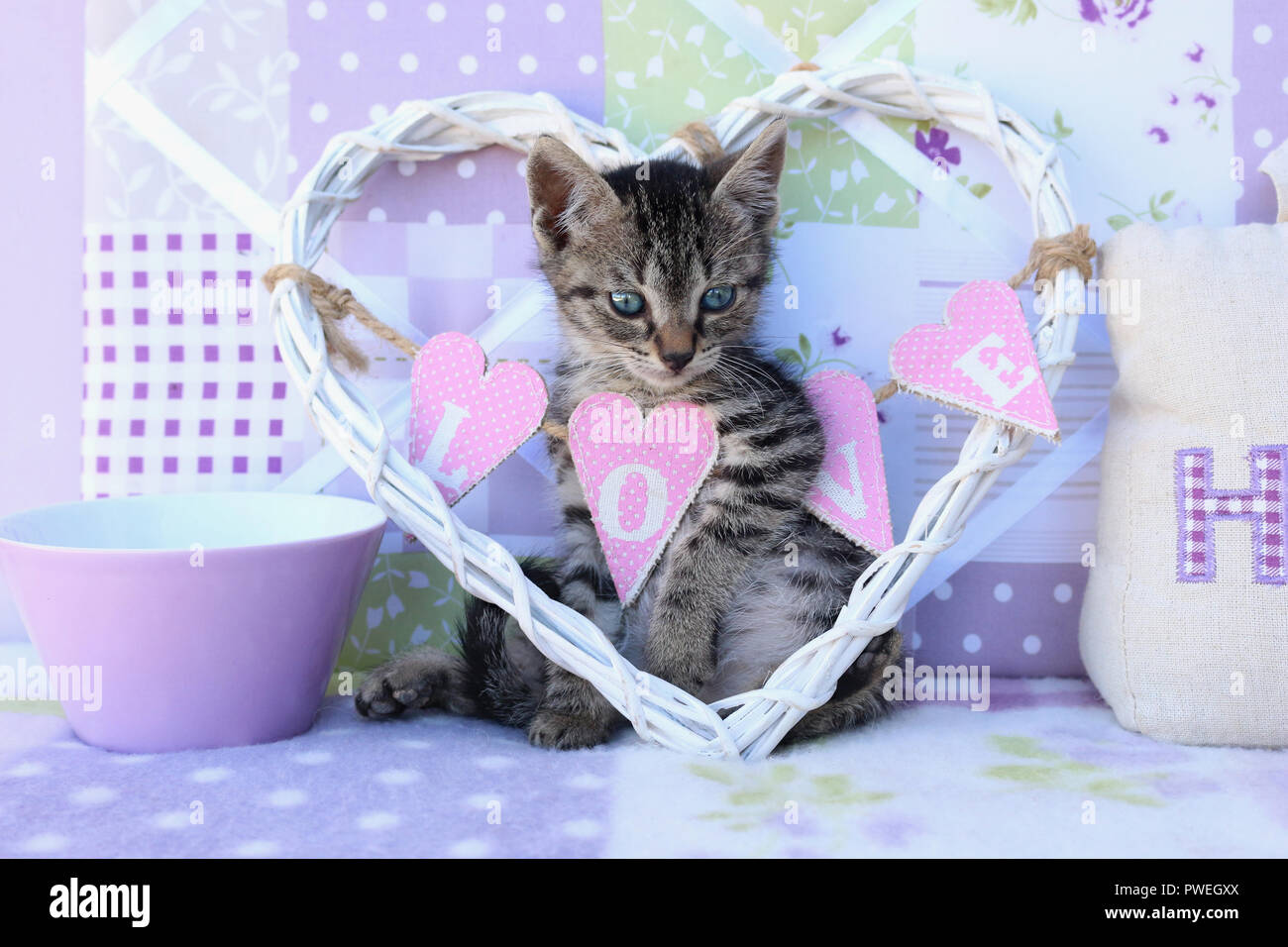 kitten, 7 weeks old, black tabby Stock Photo