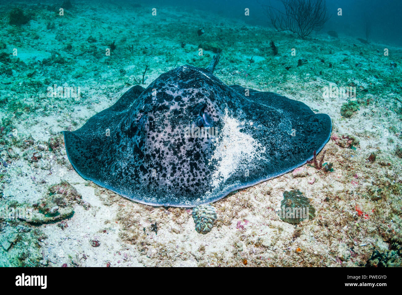 Round ribbontail or Blotched fantail ray [Taeniura meyeni].  West Papua, Indonesia. Stock Photo