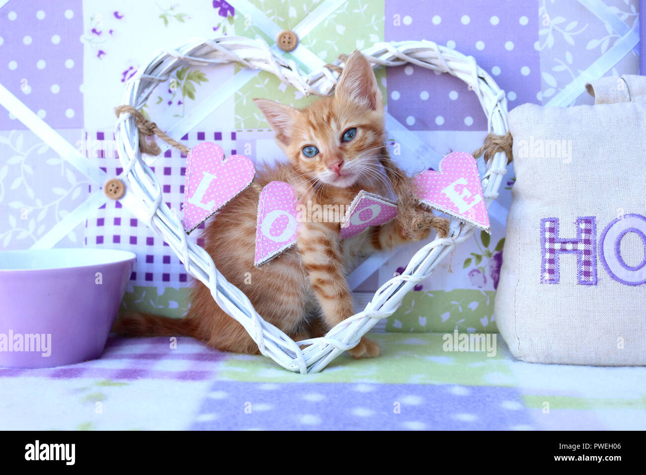 ginger kitten, 6 weeks old, Stock Photo