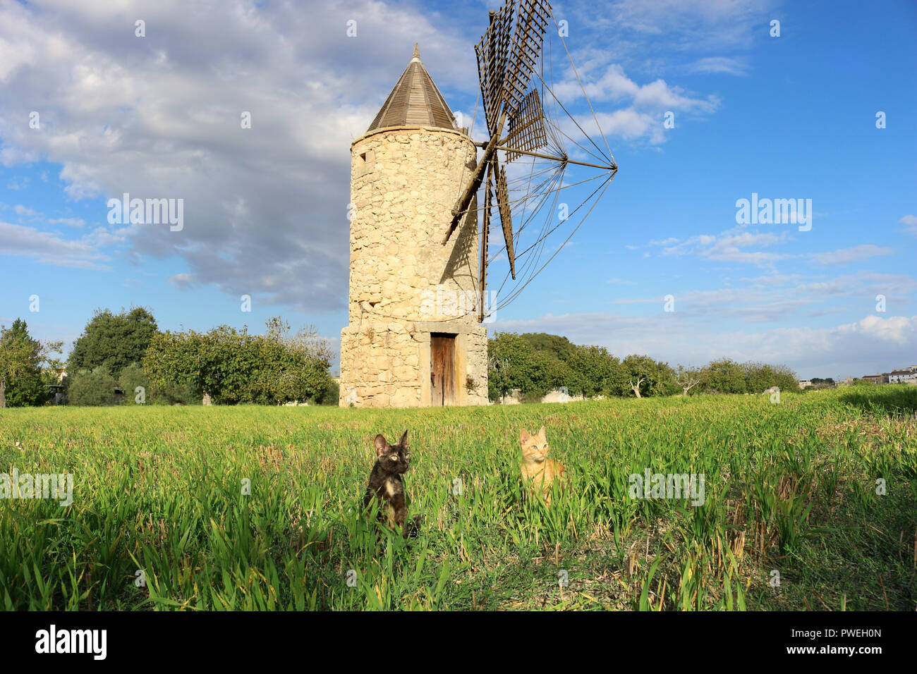 two cats sitting in a field in front of an old windmill, Mallorca, Montuiri Stock Photo
