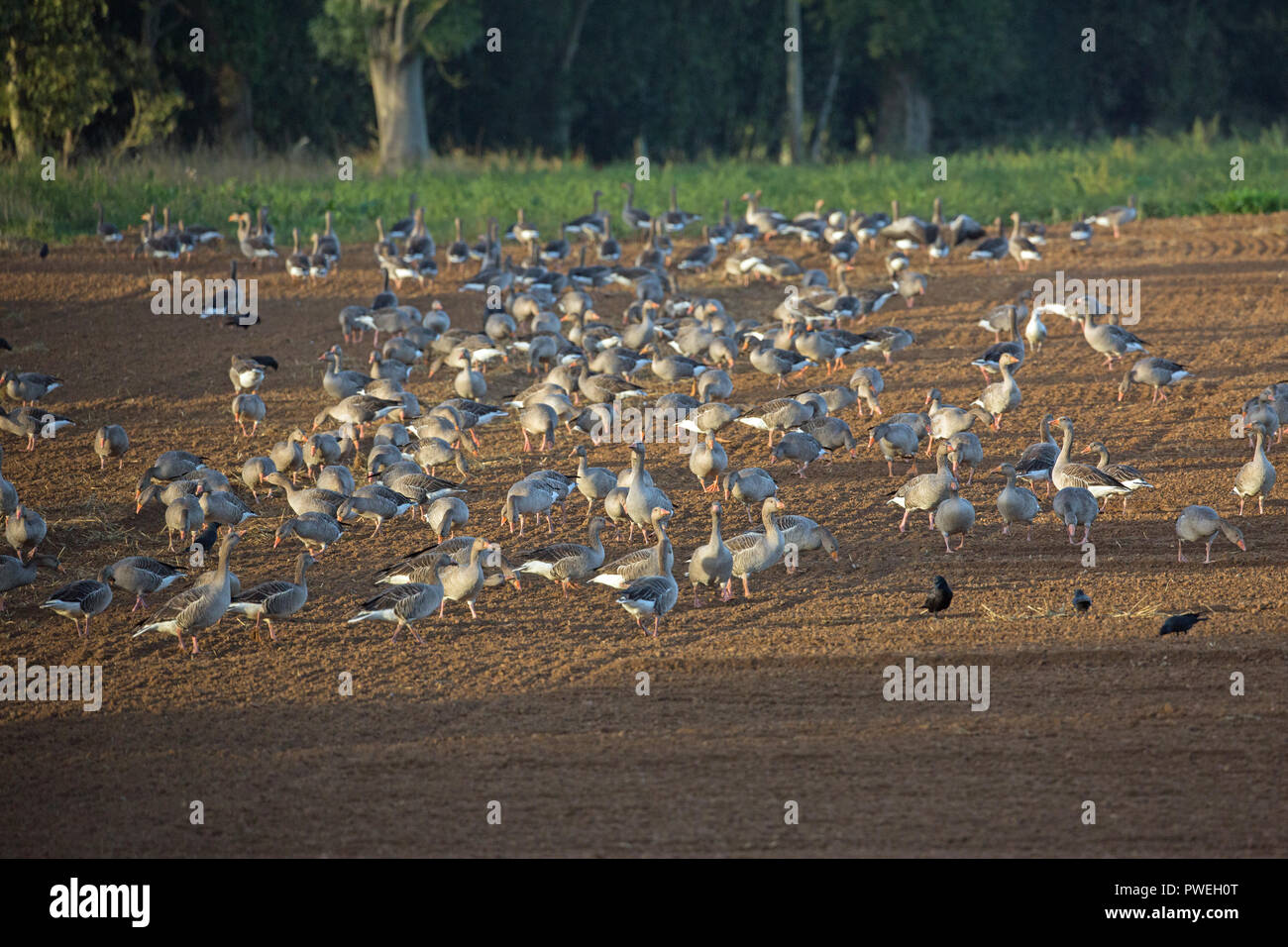 Greylag Geese (Anser anser). A flock of resident birds from Hickling Broad. Here feeding from a recently drilled and wheat re-sown arable field. Broadland, Norfolk. The UK. Stock Photo