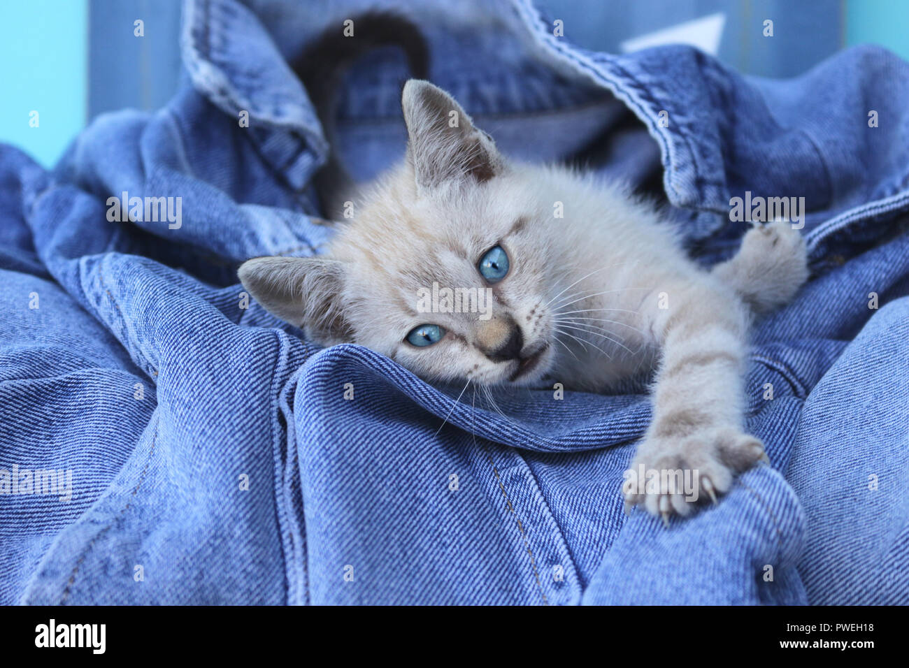 kitten, 7 weeks old, seal point tabby Stock Photo