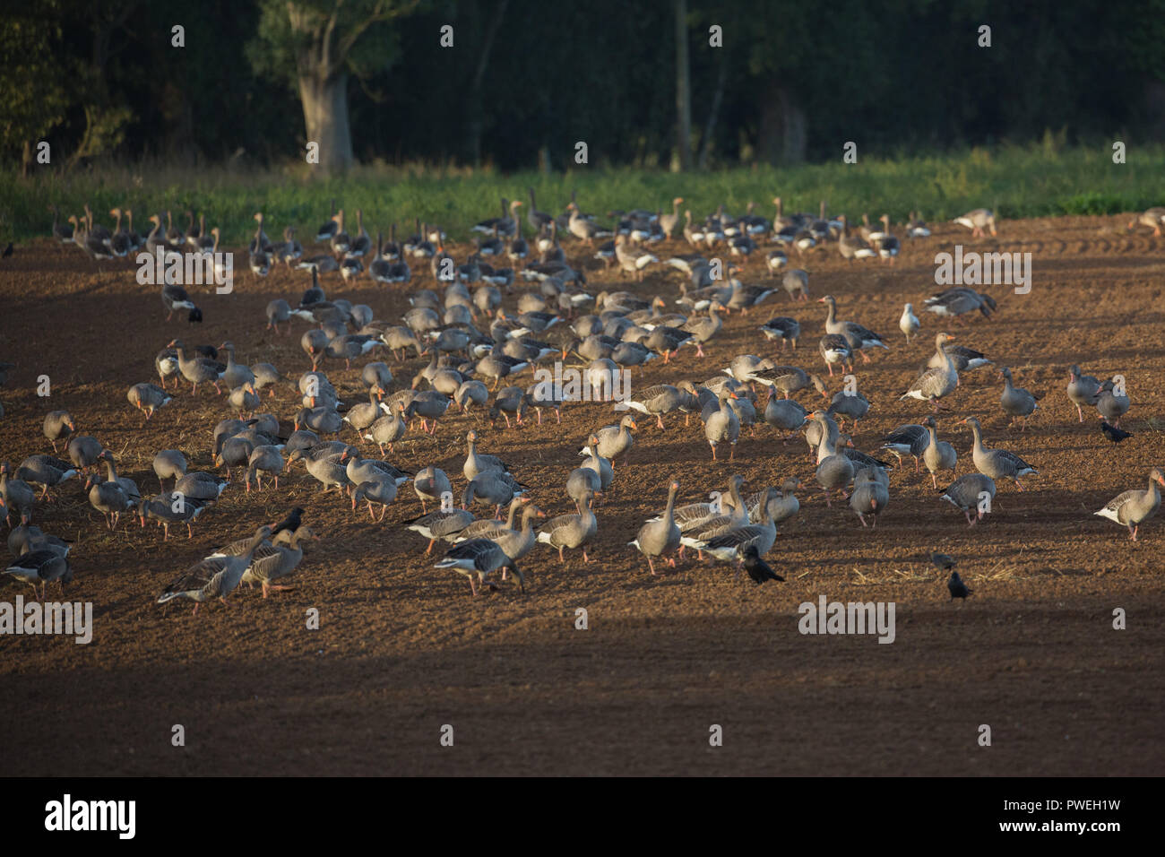 Greylag Geese (Anser anser). A flock of resident birds from Hickling Broad. Here feeding from a recently drilled and wheat re-sown arable field. Broadland, Norfolk. East Anglia. The UK. Stock Photo