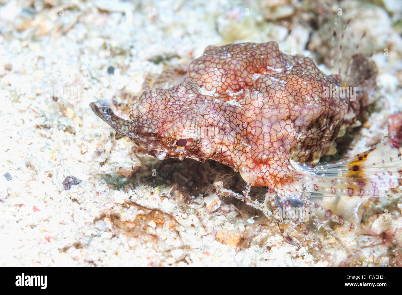 Seamoth, Little dragonfish, Short dragonfish or Dragon sea moth [Eurypegasus draconis].  Puerto Galera, Philippines. Stock Photo