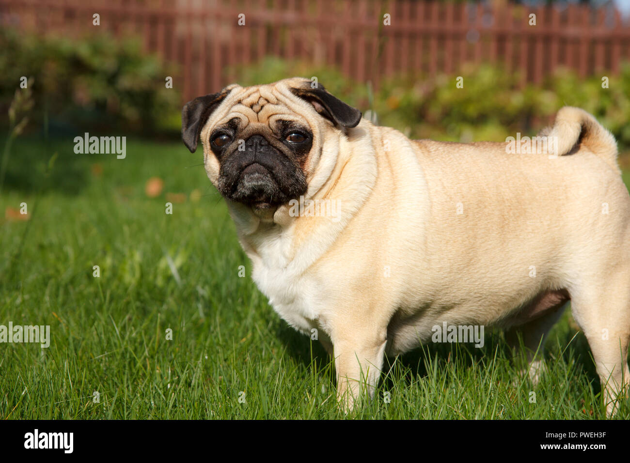 Small pug dog standing in green grass Stock Photo - Alamy