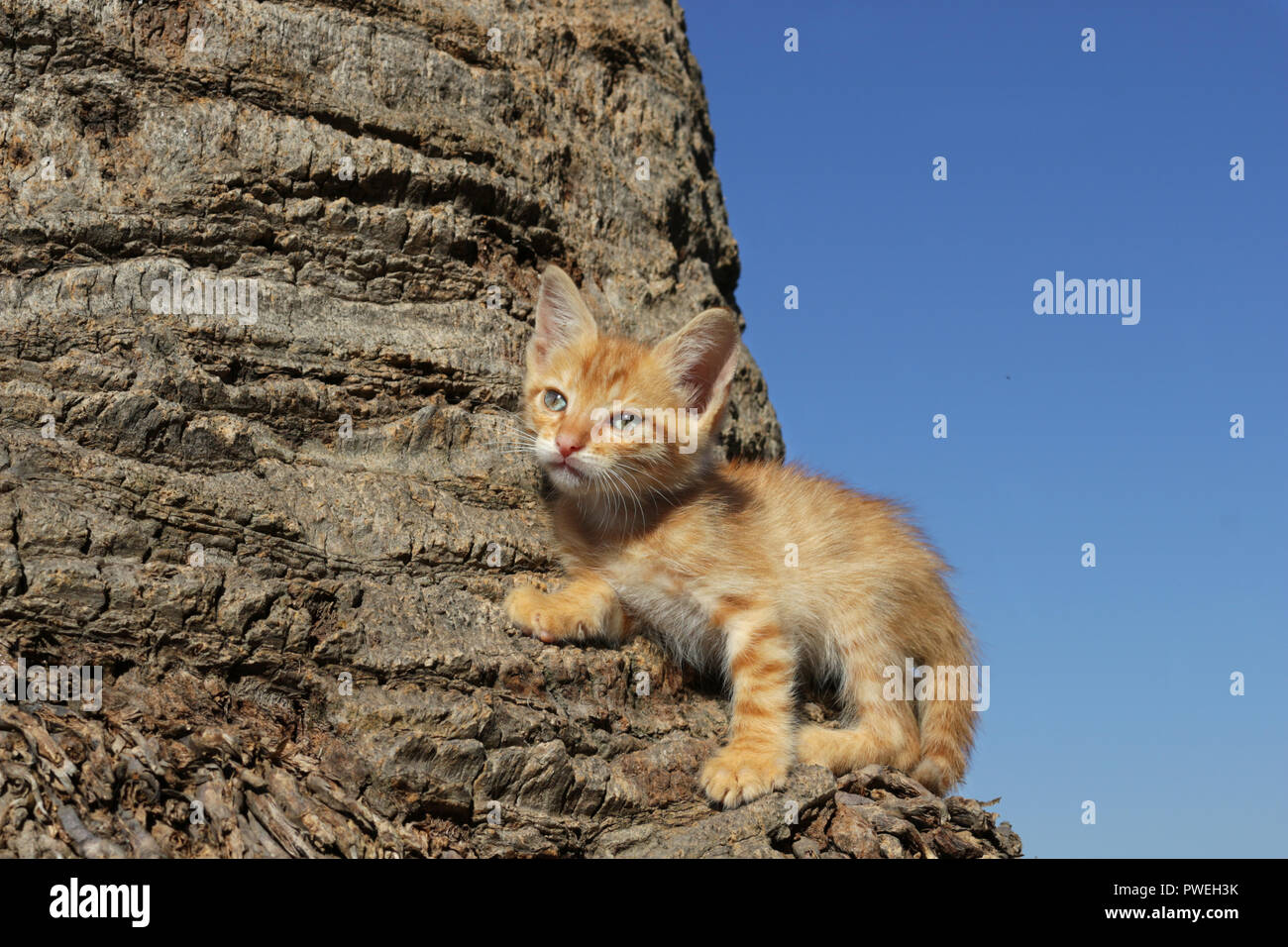 kitten, red tabby, 7 weeks old, climbing a tree Stock Photo