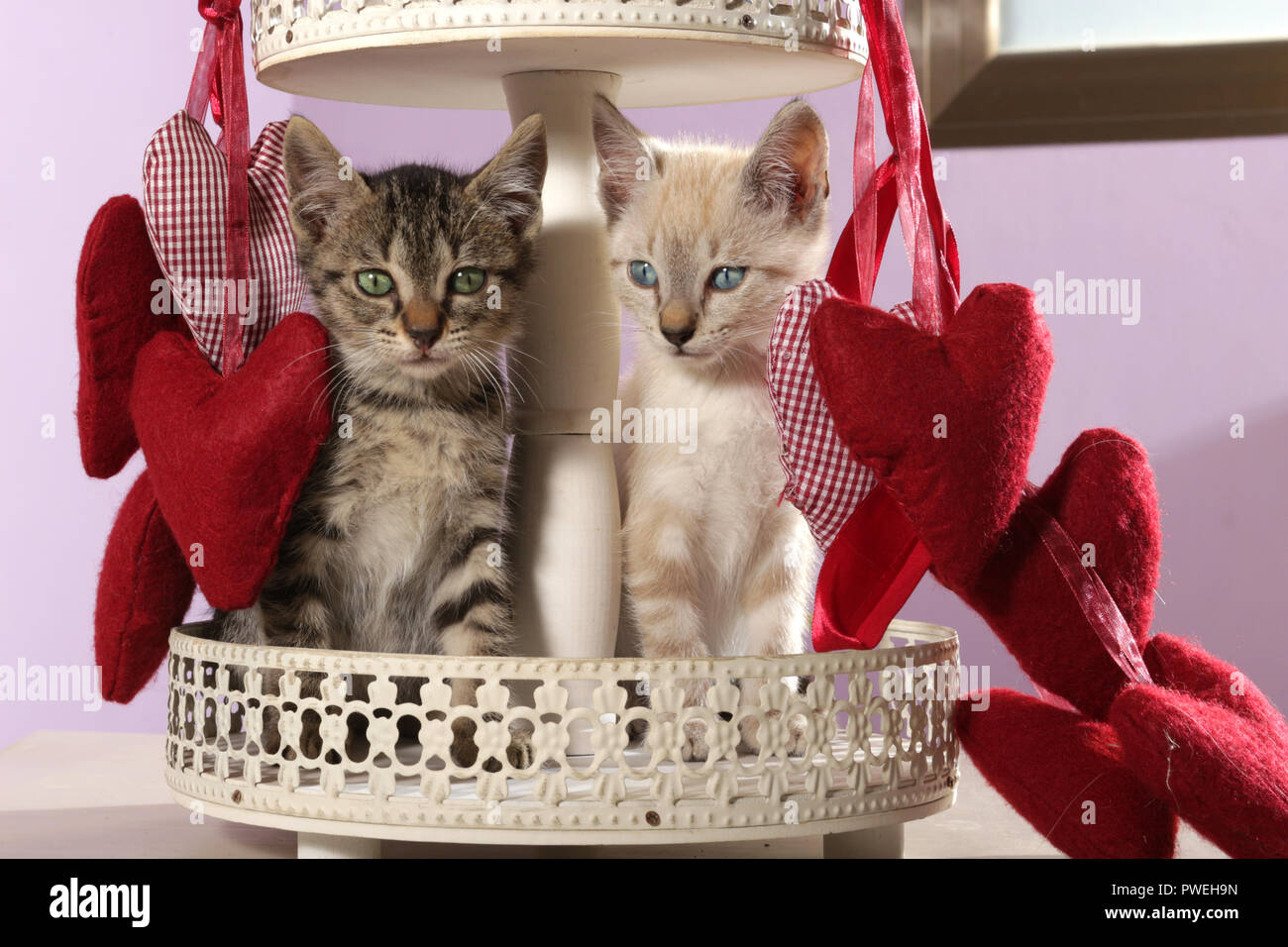 two kittens, black tabby and seal tabby point, 8 weeks old, sitting between red heards Stock Photo