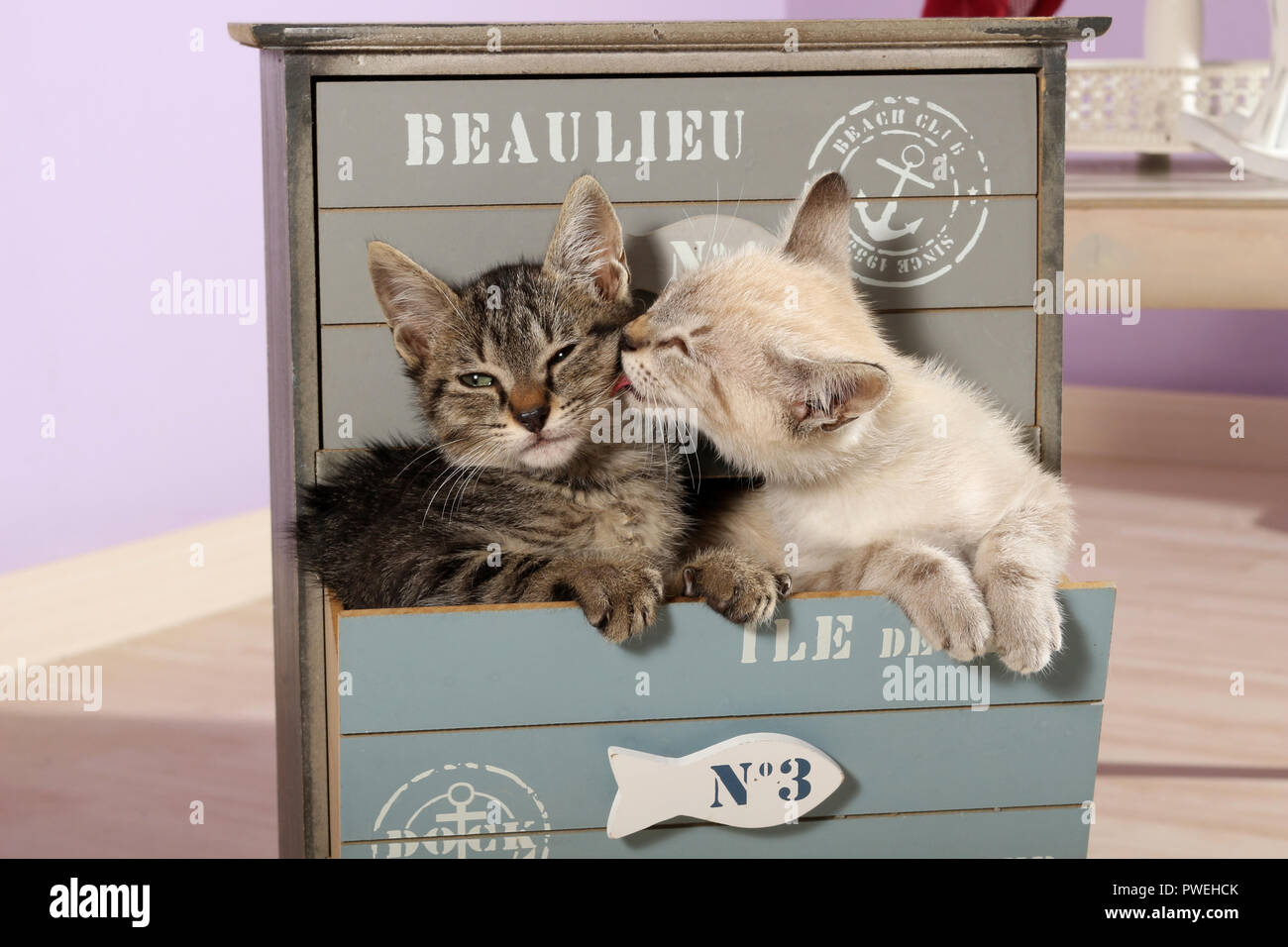 two kittens, seal tabby point and black tabby, cuddling Stock Photo