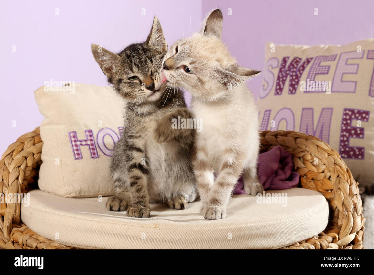two kittens, 2 month old, black tabby and seal tabby point, cuddling Stock Photo