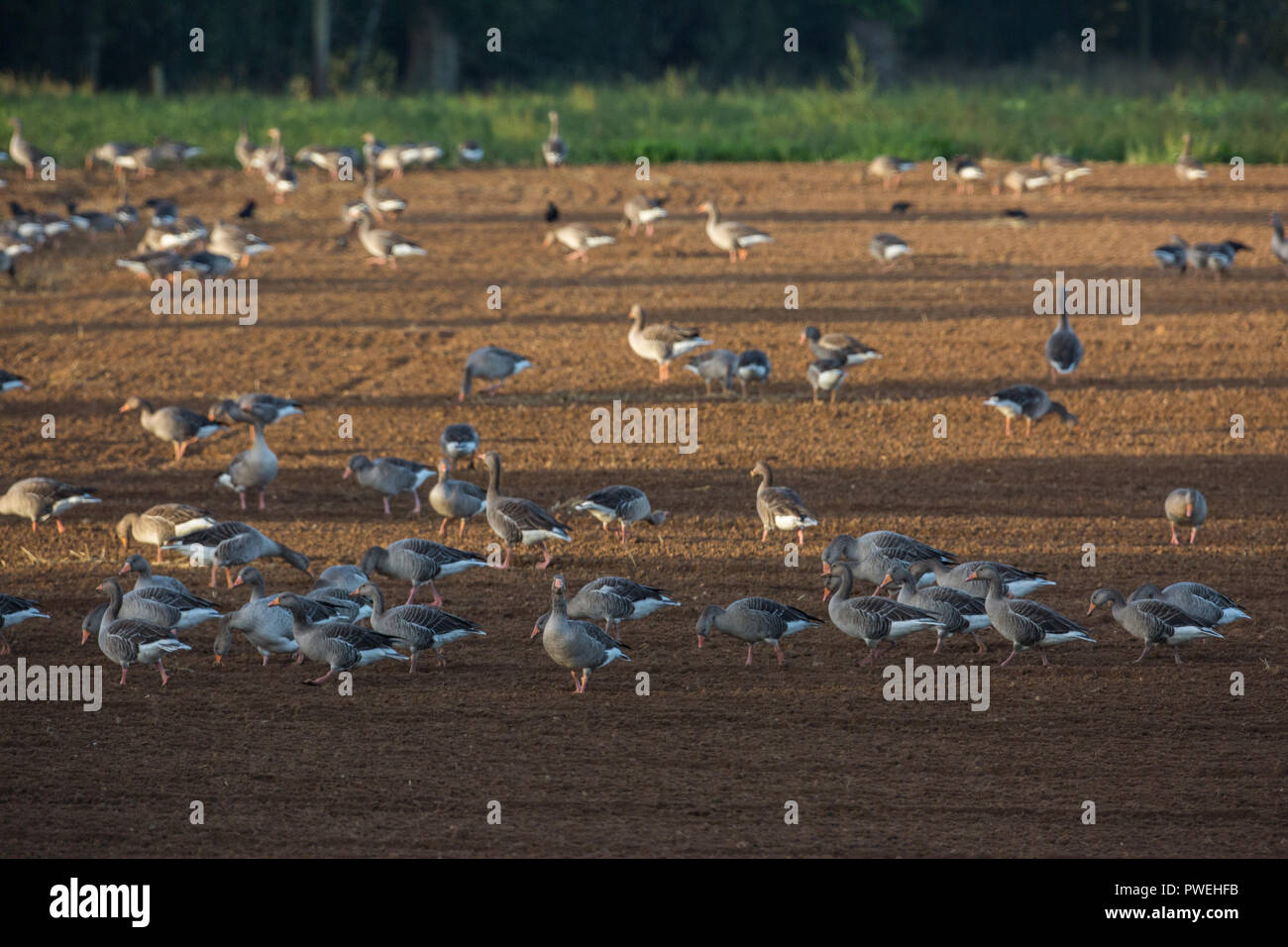 Greylag Geese (Anser anser). A flock of resident birds from Hickling Broad. Here feeding on a recently drilled and cereal sown arable field. Ingham. Broadland. Norfolk. The UK. Stock Photo
