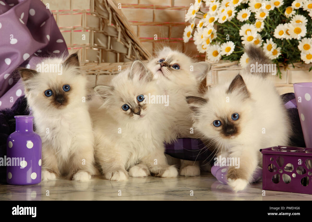 four birman kittens, 7 weeks old, seal point and tabby point Stock Photo