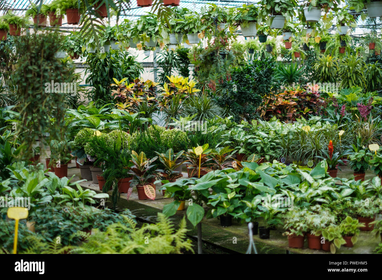 Tenerife, Canary islands - august, 2018: Flowers and plants for sale inside a greenhouse  in the north of the island Stock Photo