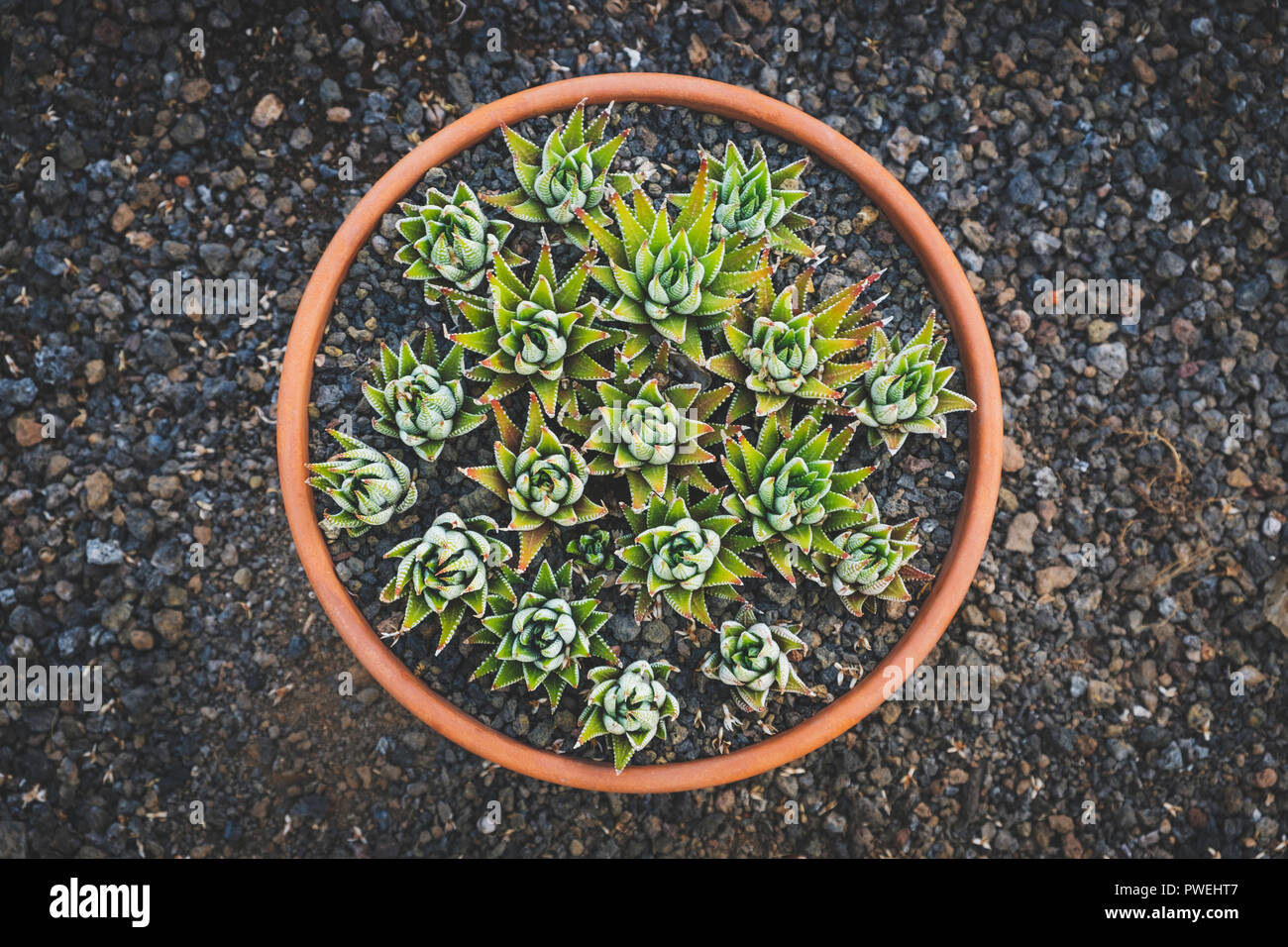 succulent flowers, mini cactus plants in pot Stock Photo
