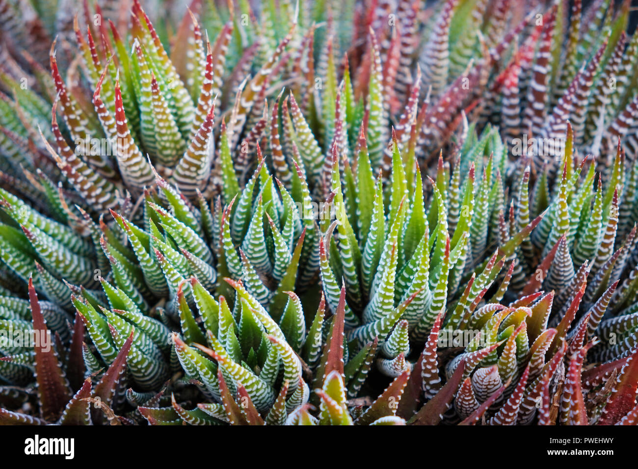 cactus plants closeup - succulent plants macro Stock Photo