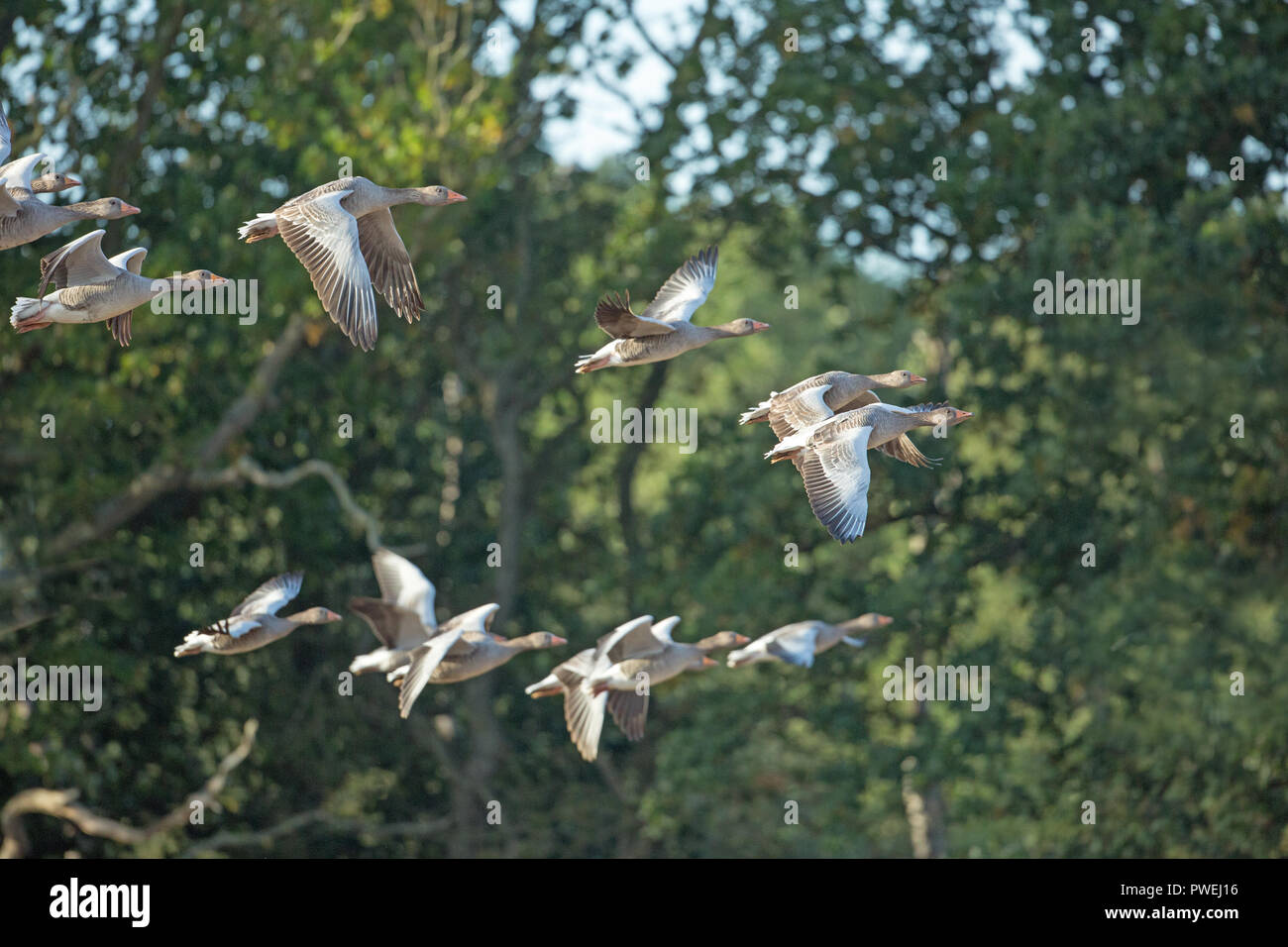 Greylag Geese (Anser anser). Horizontal flight, against a background of woodland, having left a field of recently harvested cereals. Calthorpe, Hickling, Broadland, Norfolk. The UK. Stock Photo