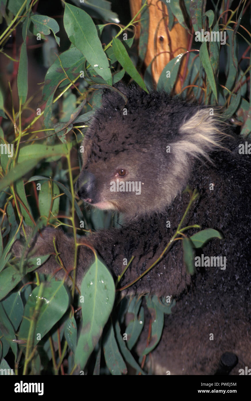 NOT 1034032 KOALA Phascolarctos cinereus Australia Stock Photo - Alamy