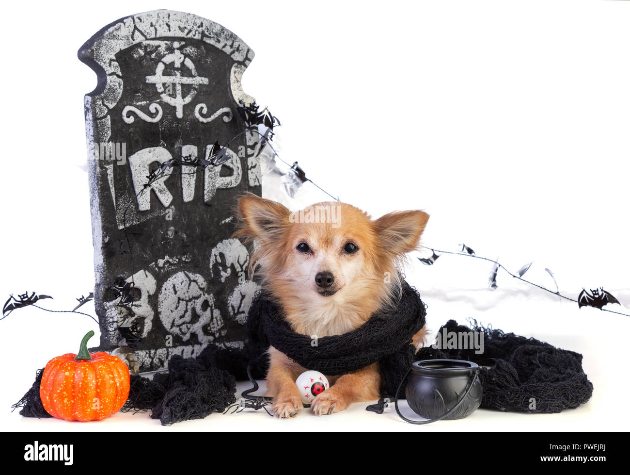 chihuahua to Halloween with tombstone decor on white background Stock