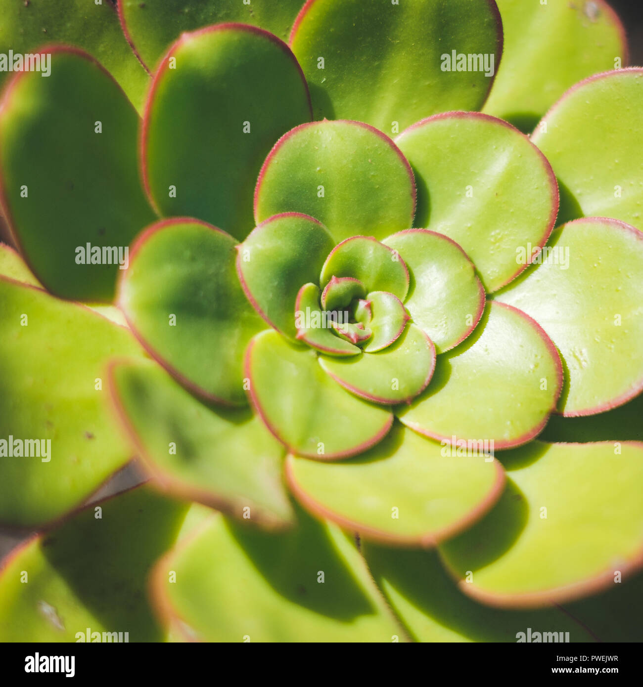 Sempervivum tectorum (common houseleek) plant closeup Stock Photo