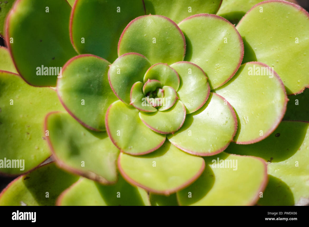 Sempervivum tectorum (common houseleek) plant closeup Stock Photo