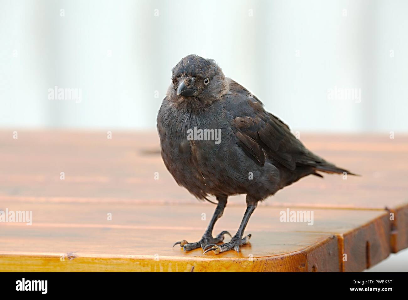 Young crow on a table Stock Photo