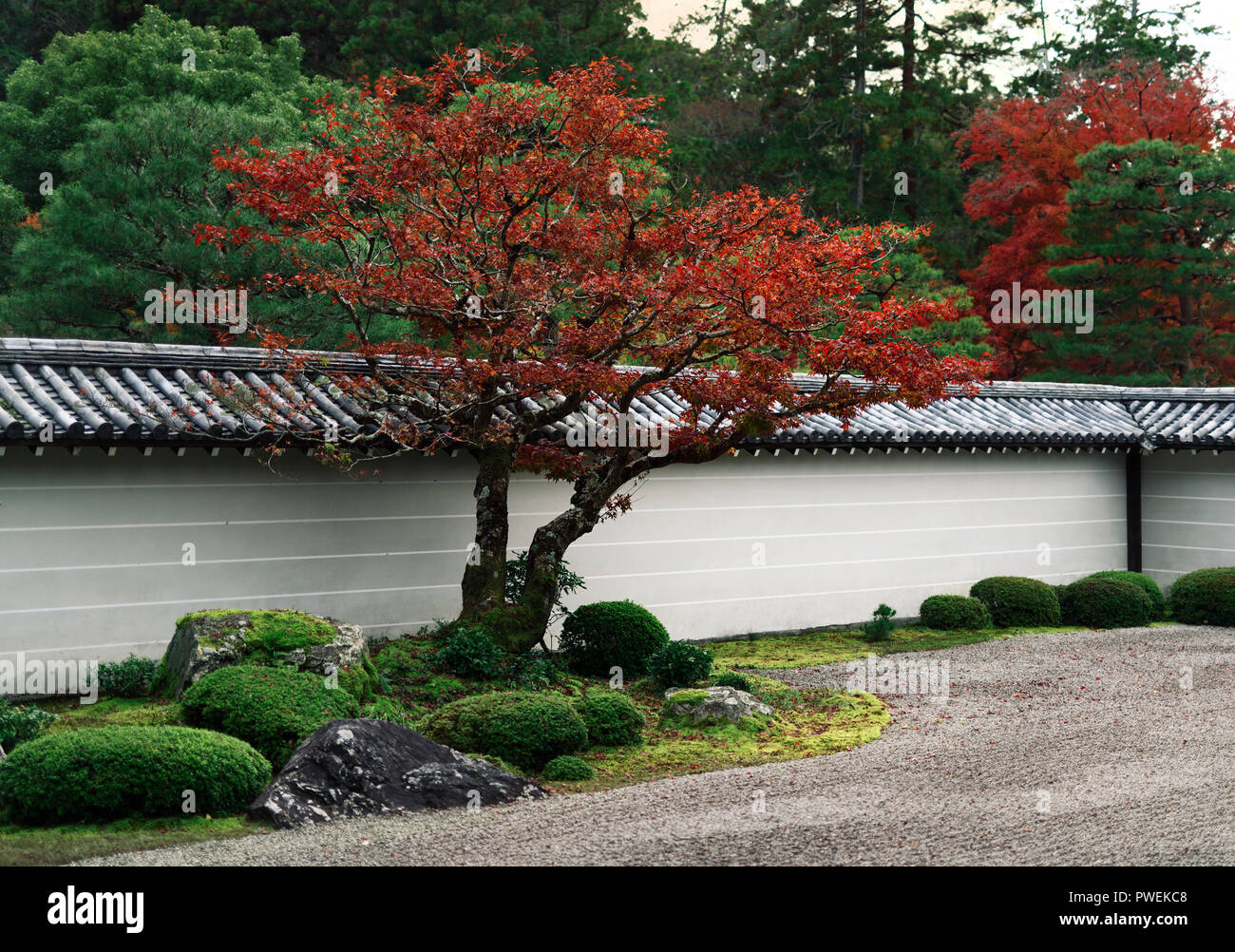 License available at MaximImages.com Red maple tree at Hojo