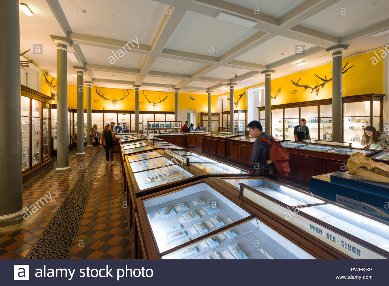 Irish Fauna Displayed In Glass Cases On The Ground Floor Of The