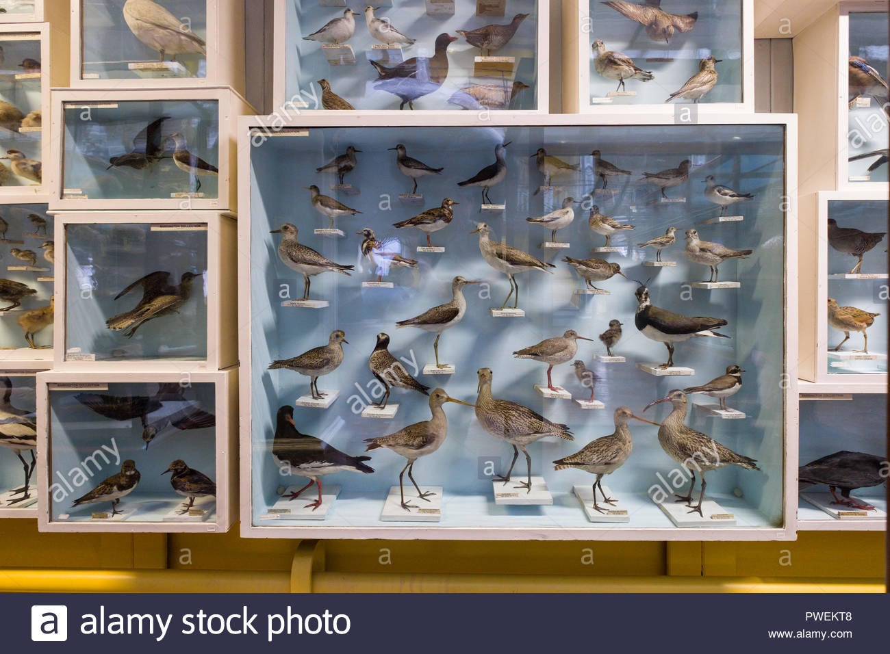 Birds In Glass Display Case In The Mammals Of The World Gallery On
