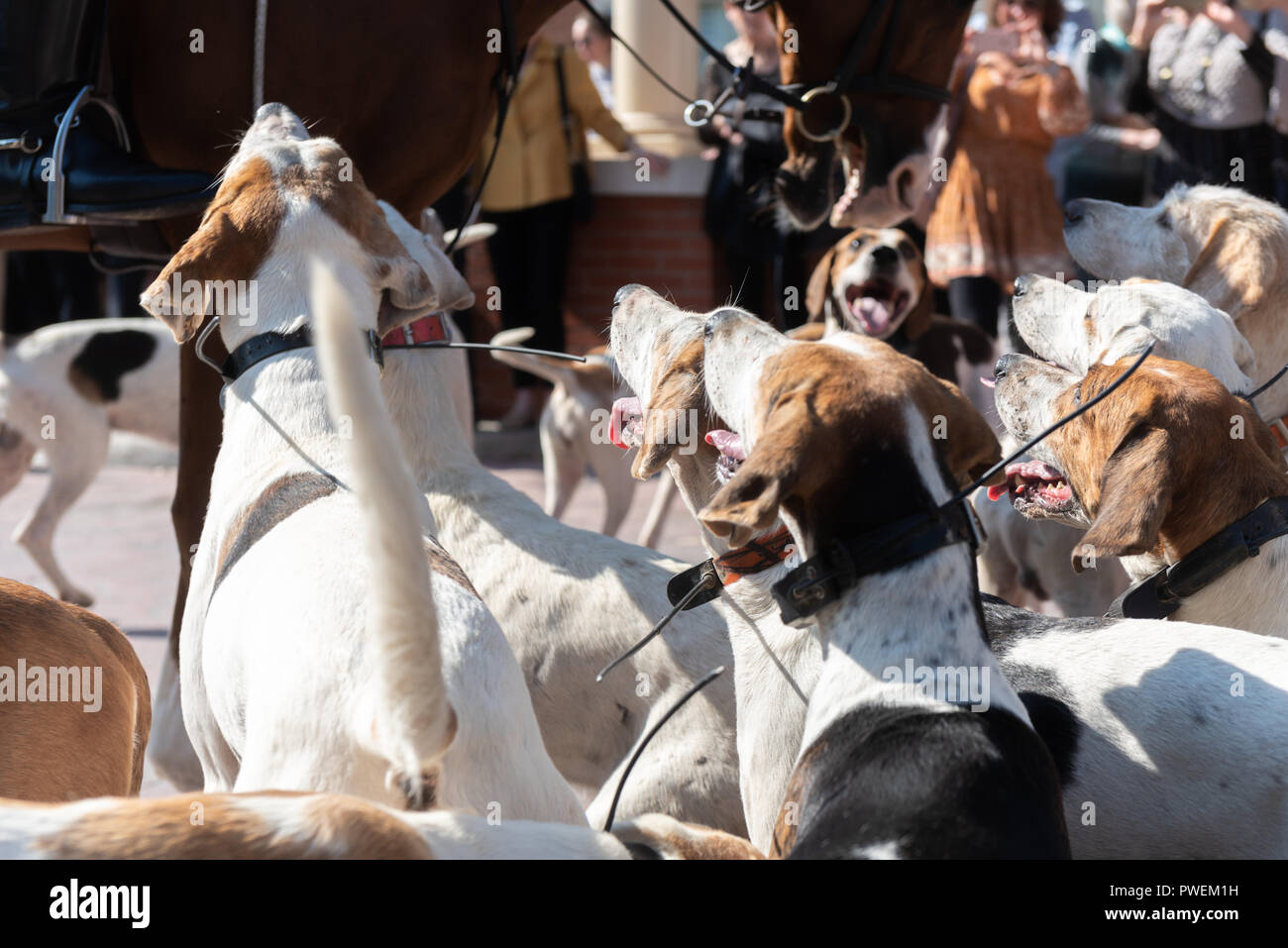 London Hunt Club annual fox hunt parperspectiveade Stock Photo Alamy