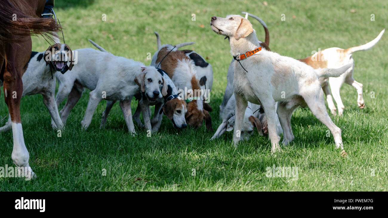 London Hunt Club annual fox hunt parade Stock Photo Alamy