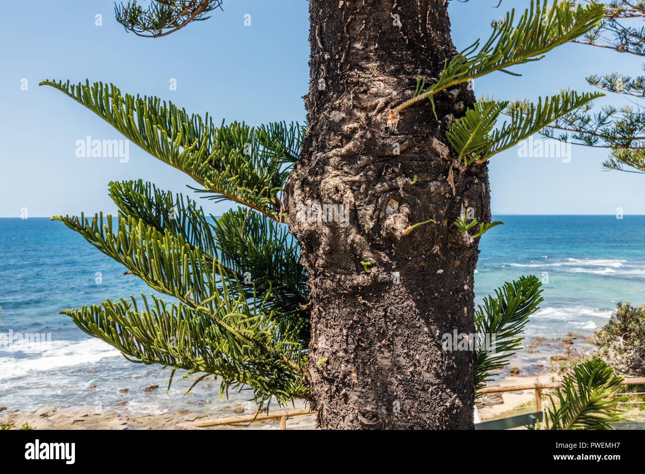 Araucaria heterophylla or Norfolk Island pine growing near the ocean, Queensland, Australia Stock Photo