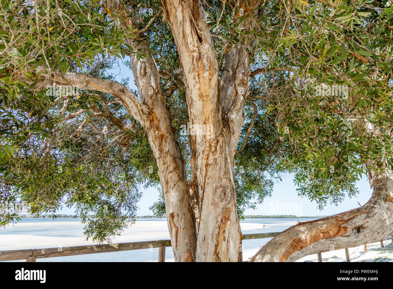 Melaleuca quinquenervia or Paper bark tee tree. Sunshine Coast, Queensland, Australia Stock Photo