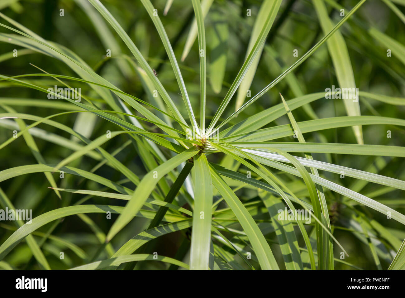 Close Up Green Small Leaf Of Papyrus Tree Stock Photo Alamy