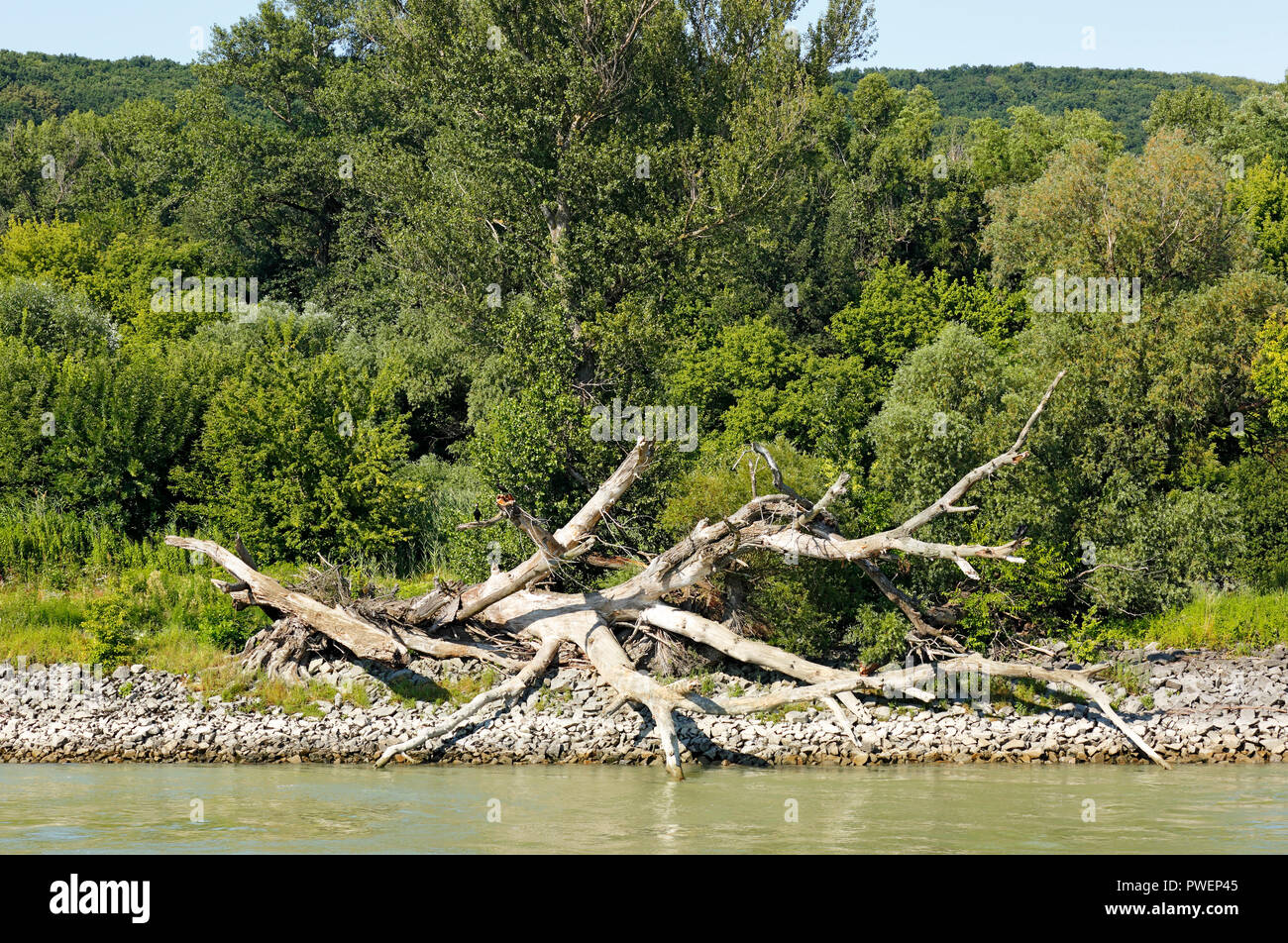 Danube landscape in Bratislava, river landscape, withered trunk and branches and branchwood of a tree at the Danube riverbank, Slovak Republic, Slovakia, Capital City, Little Carpathians Stock Photo