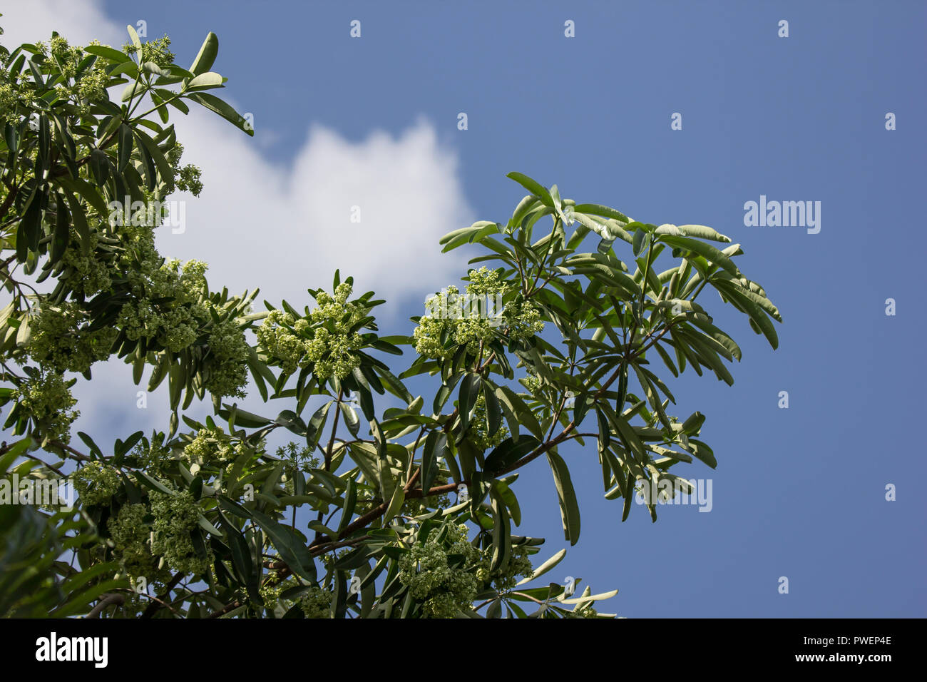Devil tree hi-res stock photography and images - Page 10 - Alamy