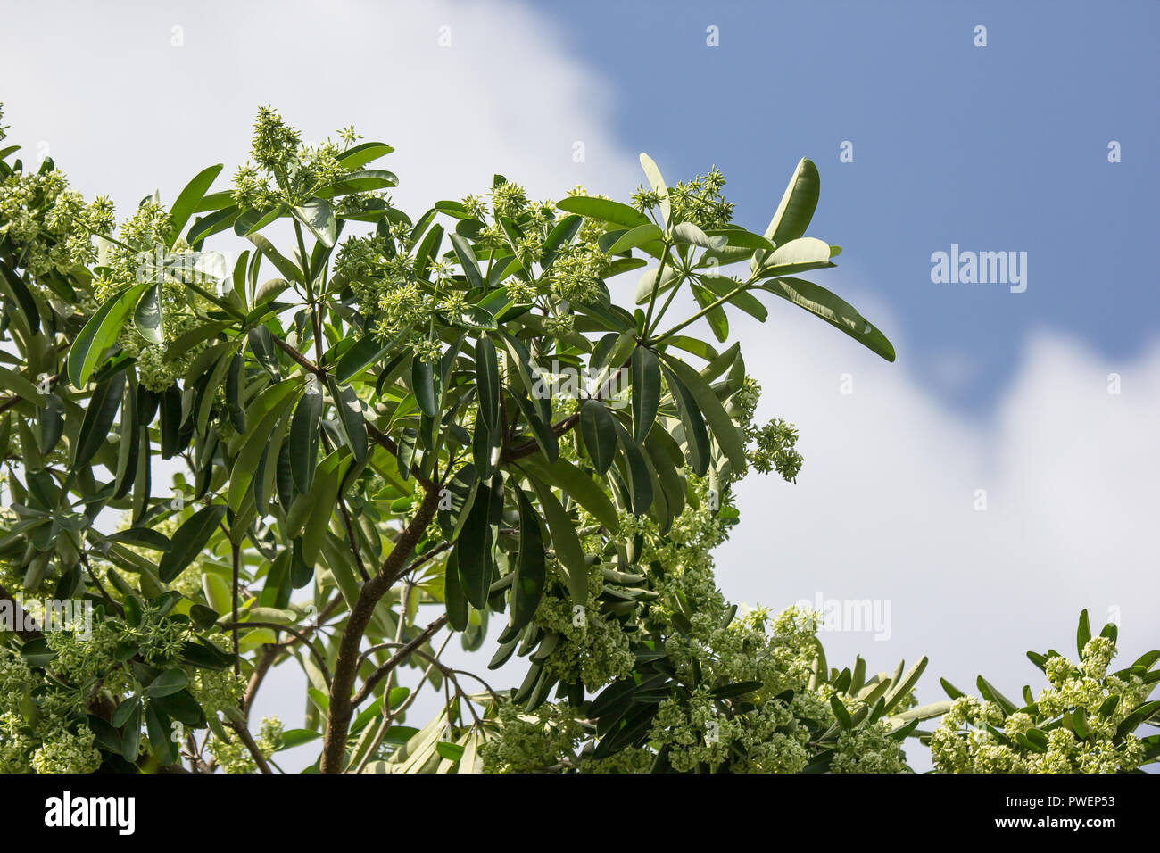 Green Flower of Blackboard Tree or Devil Tree Stock Photo - Alamy