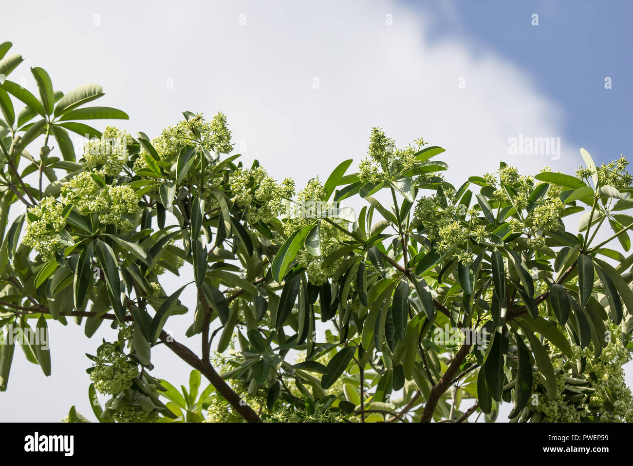 Green Flower of Blackboard Tree or Devil Tree Stock Photo - Alamy