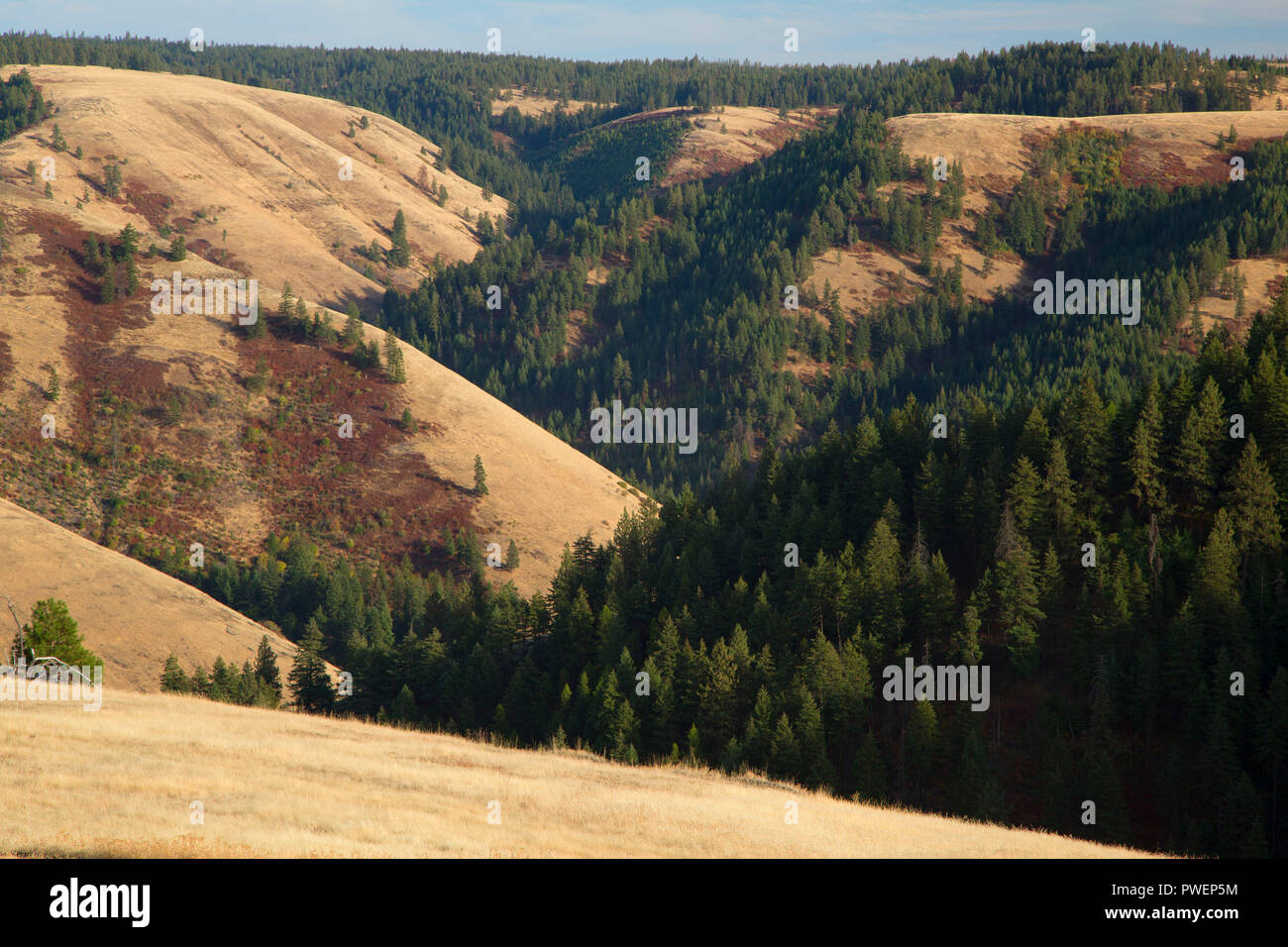 Umatilla state forest hires stock photography and images Alamy
