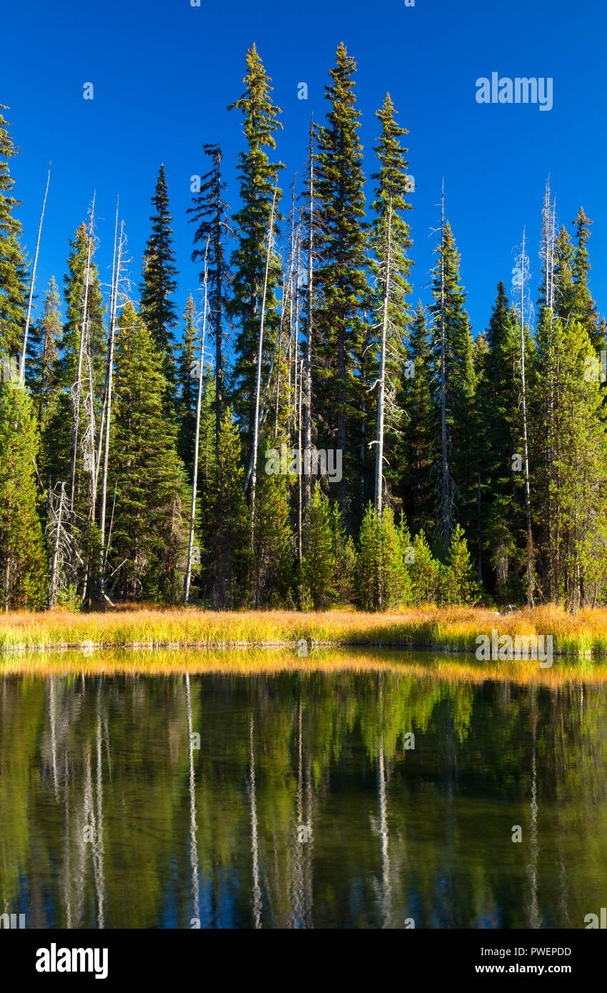 Upper Deschutes River, Deschutes National Forest, Cascade Lakes National Scenic Byway, Oregon