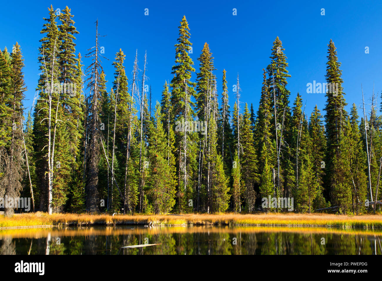 Upper Deschutes River, Deschutes National Forest, Cascade Lakes National Scenic Byway, Oregon Stock Photo