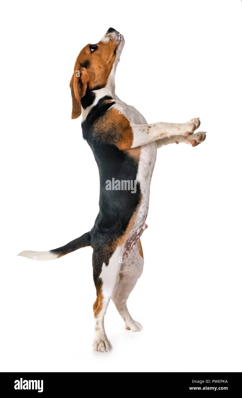 beagle dog in front of white background Stock Photo - Alamy