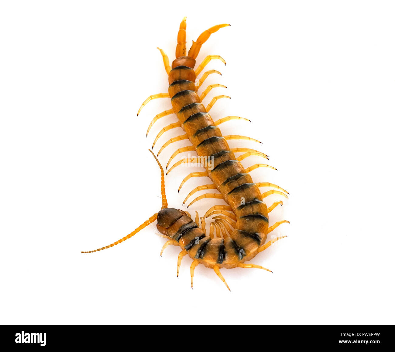 brown Scolopendra in front of white background Stock Photo
