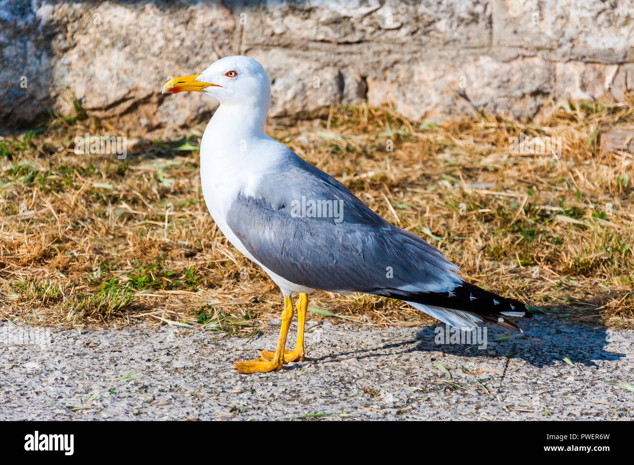 The Larus Argentatus or the European herring gull is a large gull up to 65 cm long. One of the best known of all gulls along the shores of western Eur Stock Photo