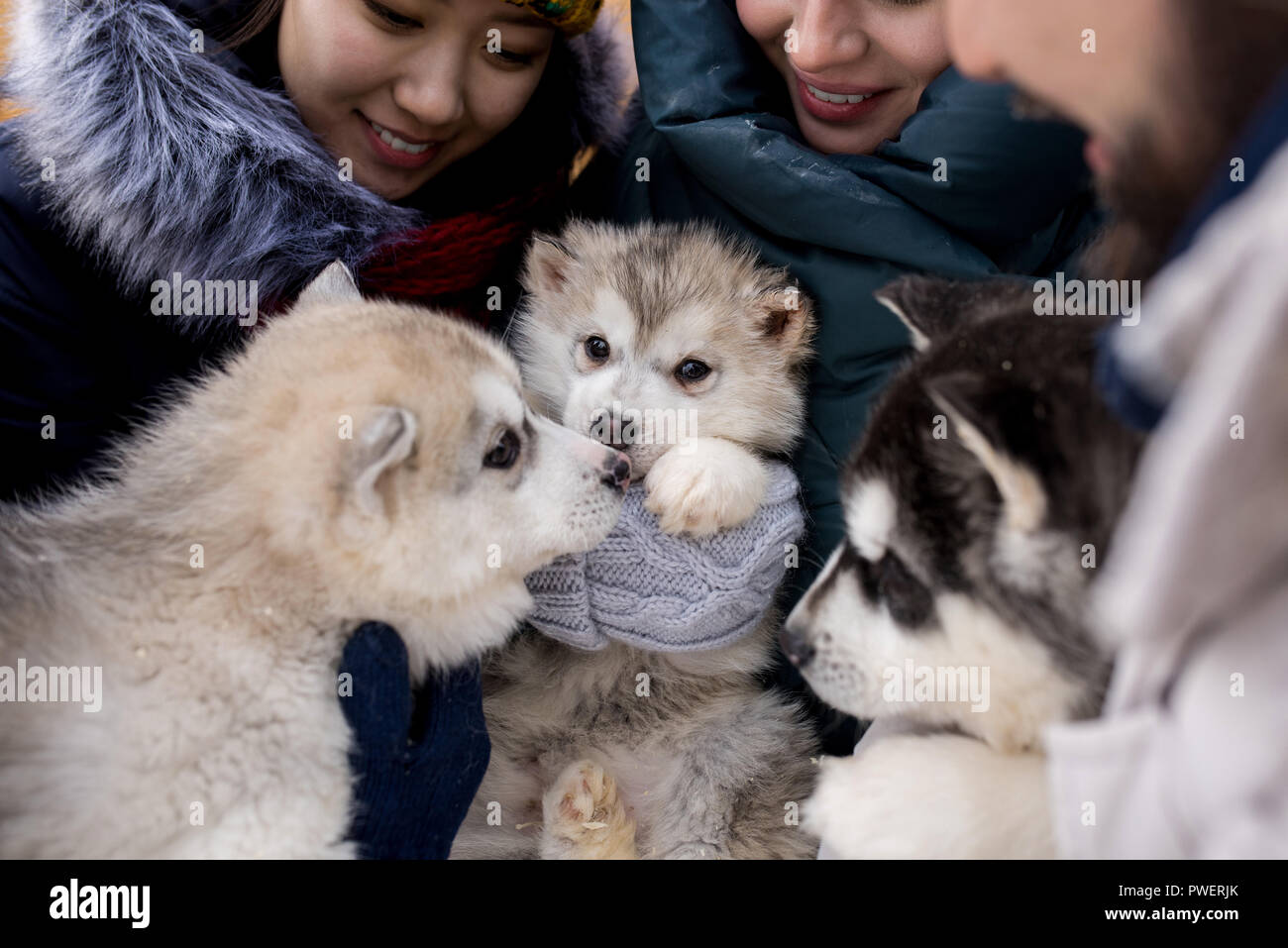 Group of young people holding three adorable puppies of Alaskan husky dog  while enjoying winter days outdoors, focus on cute little puppies Stock  Photo - Alamy