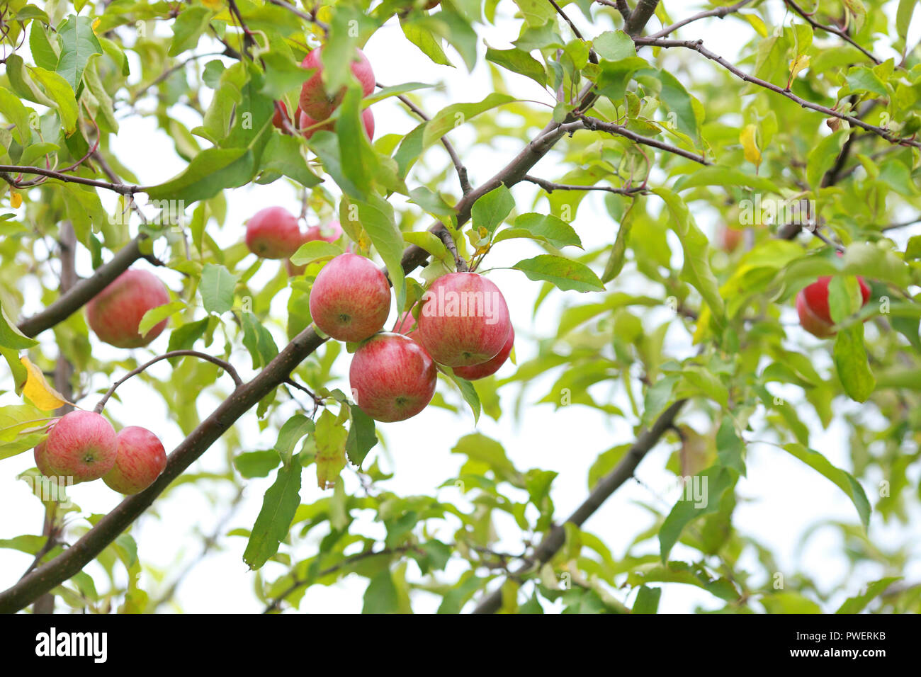 Red apples on apple tree branch Stock Photo - Alamy