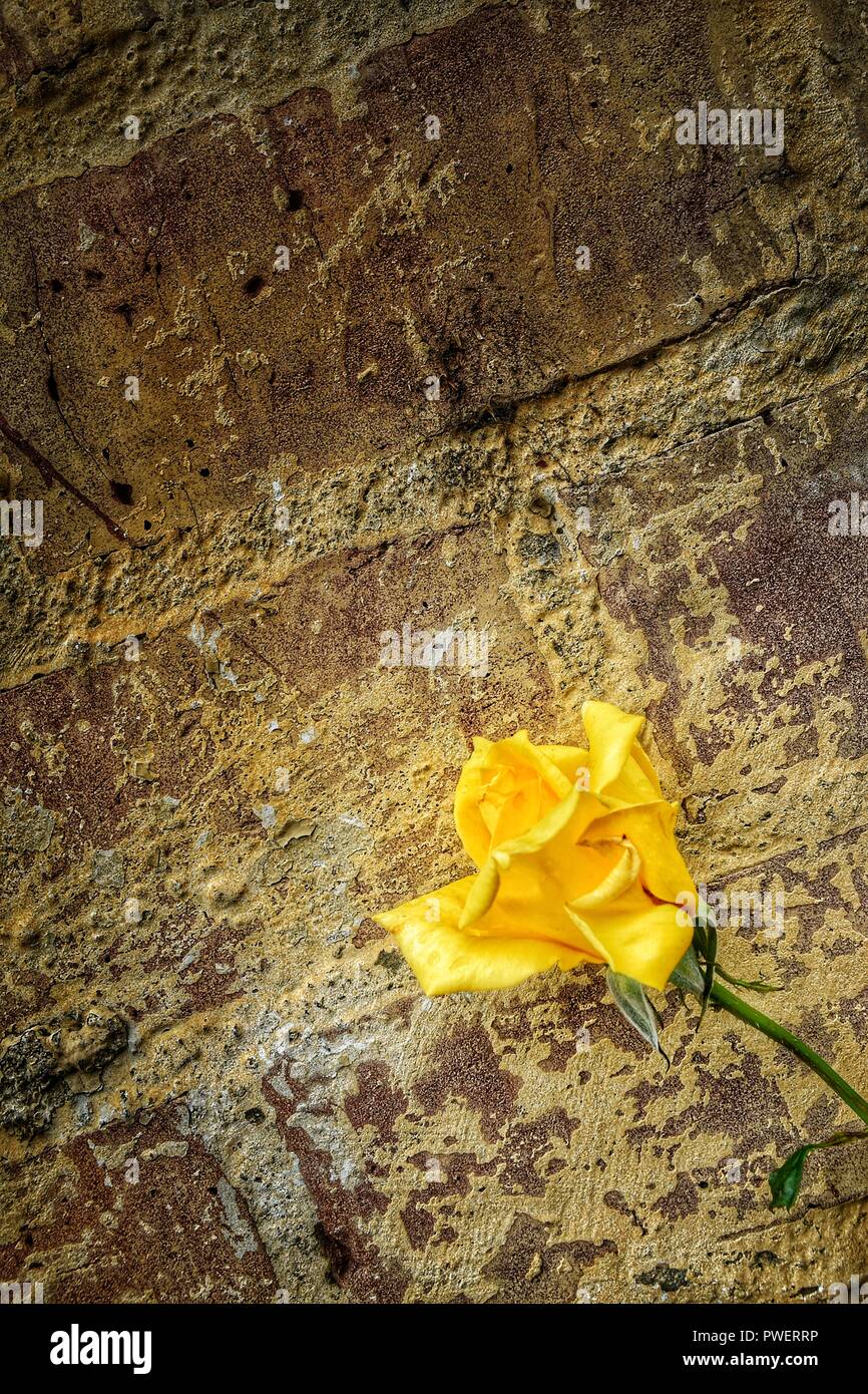 Climbing rose against wall hi-res stock photography and images - Alamy