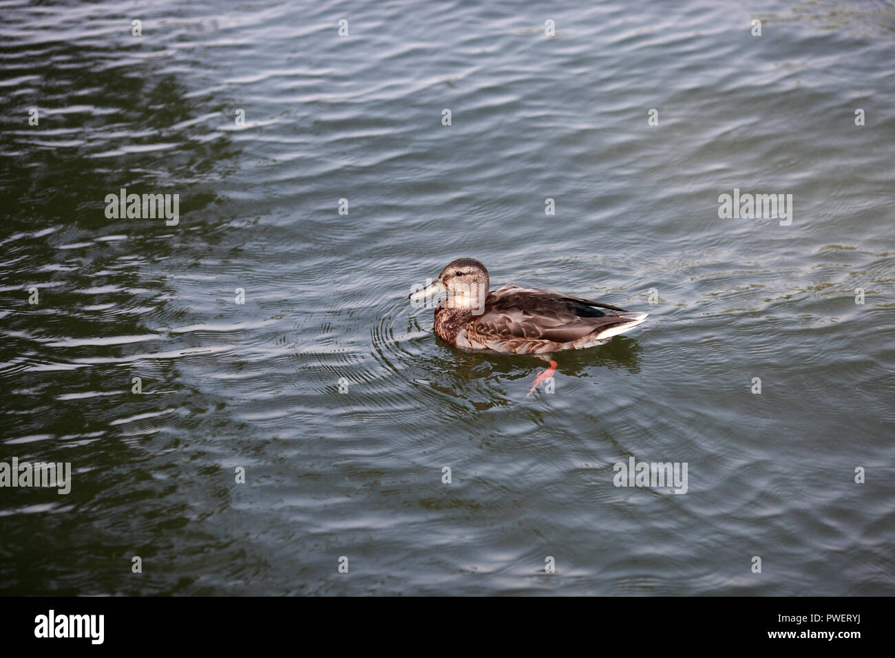 Duck Offspring female duck with offspring swimming in the river Stock Photo - Alamy