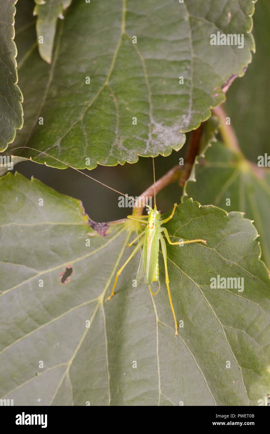 Meconema thalassinum, Oak Bush Cricket amongst Small Leaved Lime, Tilia cordata leaves, Wales, UK. Stock Photo