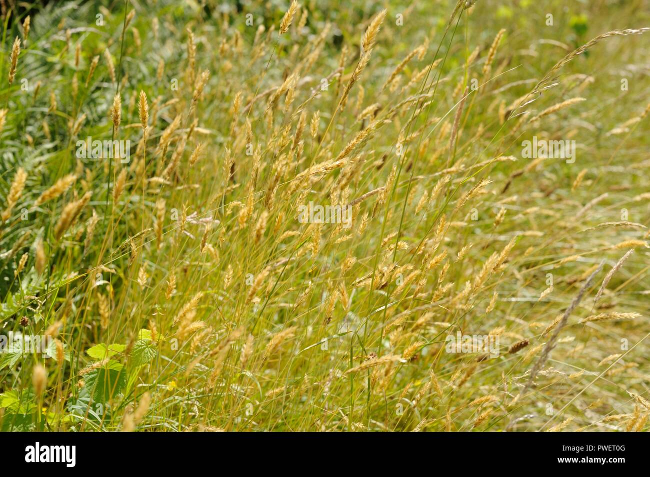 Anthoxanthum odoratum, Sweet Vernal Grass seedheads on a roadside verge, Wales, UK. Stock Photo