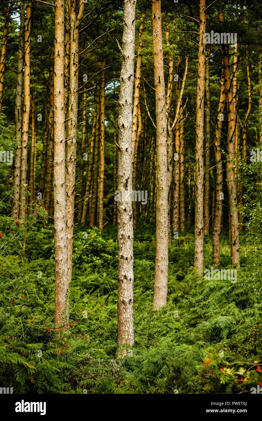 Tall straight trunk hi-res stock photography and images - Alamy