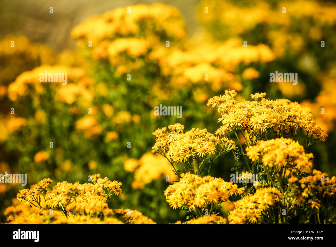 Yellow flowers of the wild Ragwort weed Stock Photo - Alamy